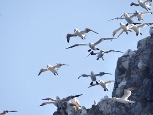 Gannets at nest