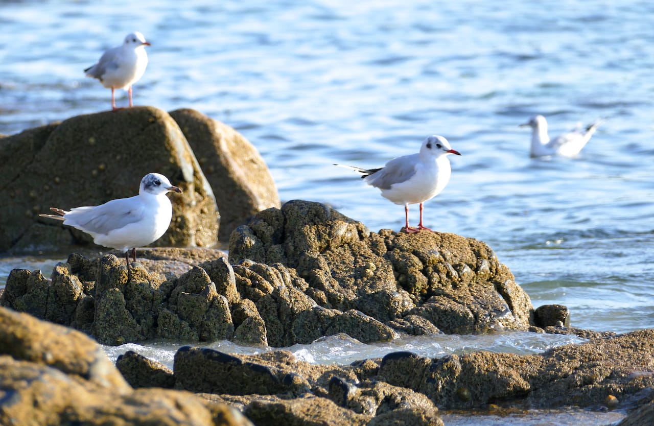 Mouettes rieuses à la pointe de Bihit