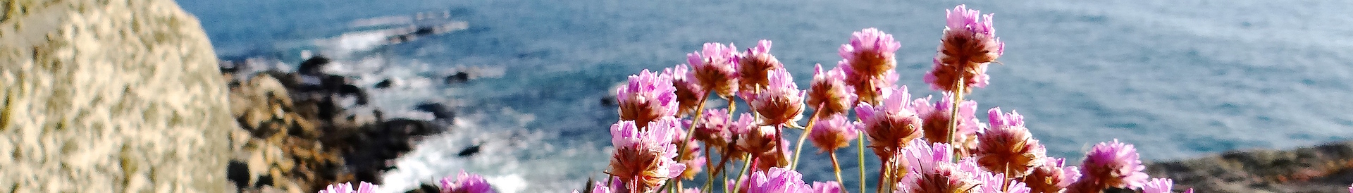 Armeria maritima at the forefront of Bihit at Trebeurden