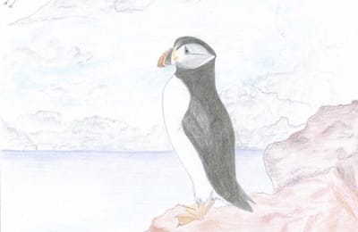 Drawing - atlantic puffin