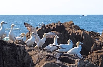 Photo - gannets at Sept Iles