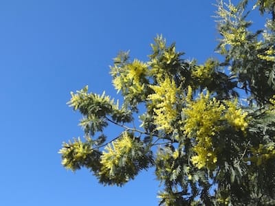 Mimosas en fleur dans le parc