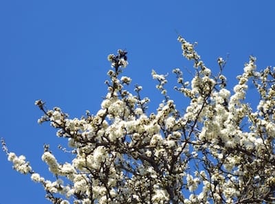 Pruneliers sauvages en fleurs sur le littoral