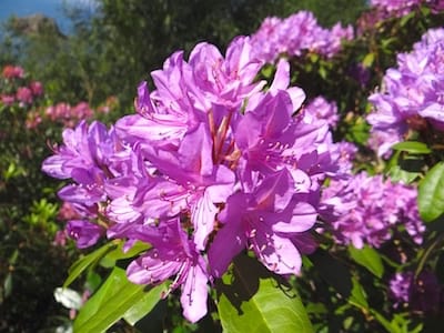 Rhododendron en fleur dans le parc