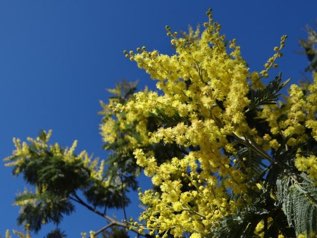 Nombreux mimosas sauvages