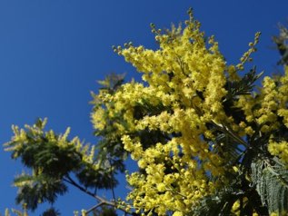 Nombreux mimosas sauvages