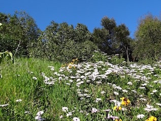 Osteospermum colonizing a slope