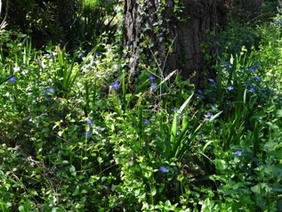 Wild periwinkles