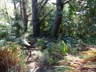 Petite pinède dans le parc