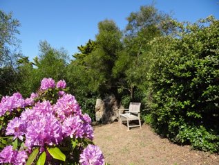 The terrace Rhododendrons