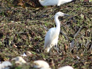 Aigrette