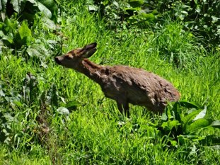 Roe deer female