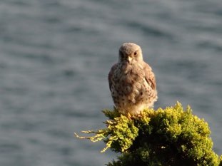 Jeune faucon crécerelle