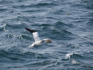 Gannet