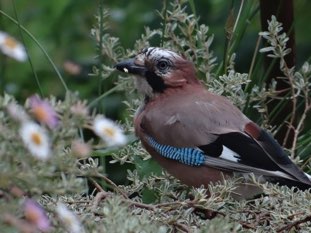 Blue jay