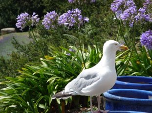 Herring gull