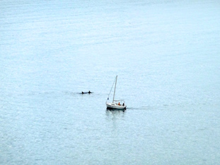 Bottlenose dolphins (tursiop)