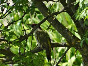 Woodpecker