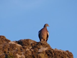 Wood pigeon