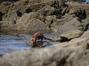 Vison d'Amérique pêchant